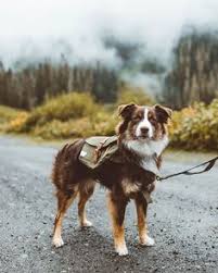 We did not find results for: 200 Pets Ideas Pets Puppies Cute Dogs