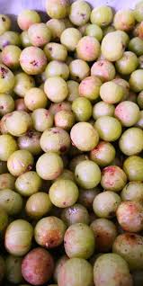 Image result for Canarium