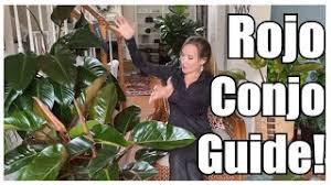 There are 23 red congo philodendron. Secrets To Grow Giant Rojo Congo Philodendron Grow Rojo Congo Fast Rojo Congo Plant Care Guide Youtube