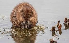 Image result for Micractis