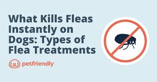 3 Ways To Kill Fleas On Dogs - Wikihow