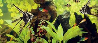 Water Quality Troubleshooting Identifying Common Aquarium