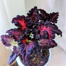Image result for Coleus buchananii