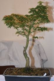 Maybe you would like to learn more about one of these? Shishigashira Bonsai Nut