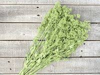 Birthday, love and romance, sympathy, get well, congratulations Luv Sola Flowers Luvsolaflowers Profile Pinterest