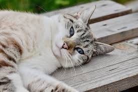 Cuales Son Las Causas De Muerte Subita En Gatos Noti Gatos