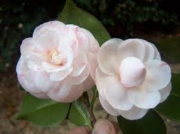Camelias Flavius Viveiros Flores Bonitas Jardim De Rosas Flores Naturais