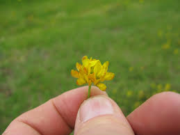 Image result for Lotononis bainesii