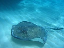 The specs are very similar, but the quality in just about every aspect is a big jump between the two. Meet The Rays Types Of Stingrays Eagle Rays And Manta Rays Aquaviews