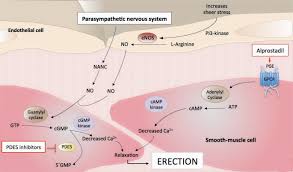 Image result for Intraurethral Alprostadil