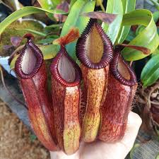 Image result for Barleria ventricosa