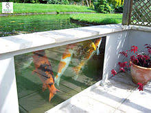 Maybe you would like to learn more about one of these? Koi Pond Wikipedia