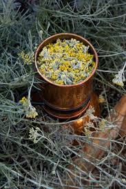 Image result for Helichrysum globosum