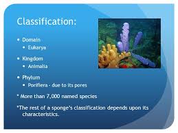 Sponges Classification Domain Eukarya Kingdom Animalia Phylum Porifiera Due To Its Pores More Than 7 000 Named Species The Rest Of A Sponge S Classification Ppt Download