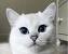 Coby White British Shorthair