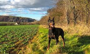 Famous names for male dogs 1. 100 Strong Female Dog Names Give Your Mutt A Muscular Moniker