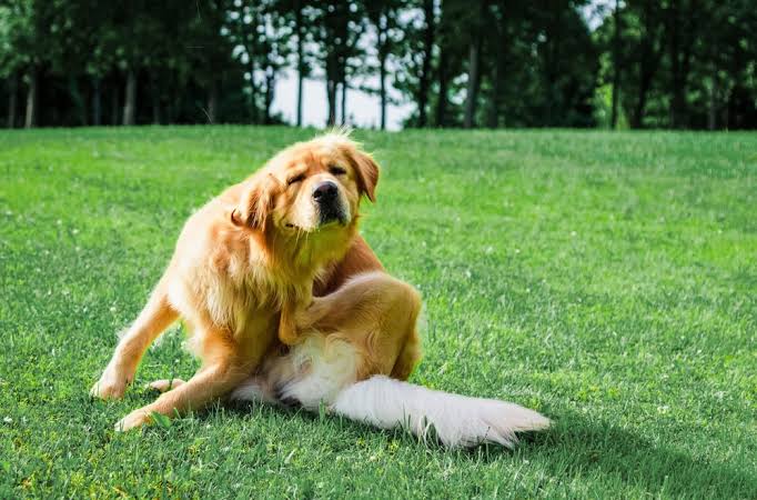 Allergies in Pets: Diagnosis and Management - Bolton Veterinary Hospital