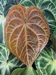 Pin On Plants I Want