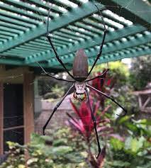 Land for Wildlife South East Queensland - Giant Golden Orb-weavers are one  of the largest spiders in Australia with a leg-span over 15cm and a body  nearly 5cm long. Their body is