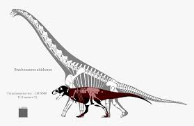 Mar 30, 2020 · apatosaurus, the correct name for what is also known as brontosaurus, was approximately 20 feet shorter and 32 tons lighter than brachiosaurus. Brontosaurus Drawing Sauroposeidon Brachiosaurus Compared To T Rex Hd Png Download Kindpng