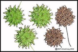 The fruit may be a litter nuisance to some in the fall, but this is usually only noticeable on hard surfaces, such as roads, patios, and sidewalks, where people could slip and fall on the fruit. Fruit Id 7