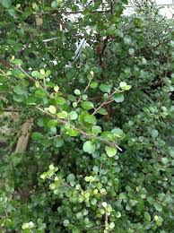 Image result for Myrsine