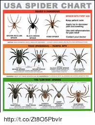 Usa Spider Chart Deadly Dangerous Spider Bite First Aid