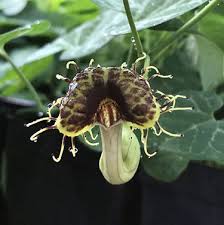 Image result for Aristolochia hockii
