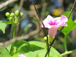 Image result for Ipomoea mauritiana