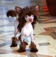 Chinese Crested Pictures K13g796192y Chinese Crested Dog Hairless Dog Chinese Crested