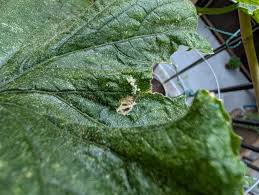 Image result for thrips damage on cucumber