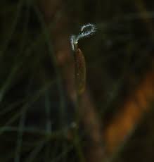 Image result for Eleocharis confervoides