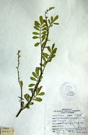 Image result for Tephrosia purpurea