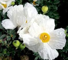 Pin On Matilija Poppy