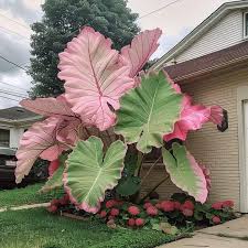 Image result for Chrysophyllum gorungosanum