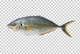 Fish Common Carp Grass Carp Png Anchovy Animal Animals Aquaculture Aquarium Fish Common Carp Grass Carp Fish