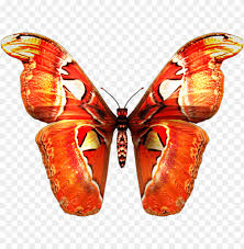 We did not find results for: Download Red Orange Butterfly Png Images Background Toppng