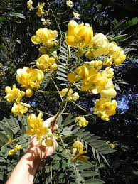Image result for Cassia sieberiana