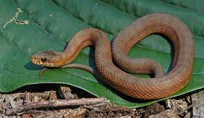 Calphotos Nerodia Clarkii Compressicauda Mangrove Salt Marsh Snake Snake Reptile Snakes Reptiles And Amphibians