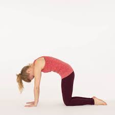 Begin with your hands and knees on the floor. Cat Pose Ekhart Yoga