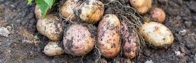 It ripens for about two months. How To Grow Potatoes Love The Garden