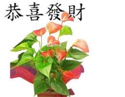 Lunar new year flowers delivery. Lunar New Year Gifts Chinese Flower Delivery Auckland New Zealand