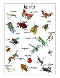 We did not find results for: Types Of Insects Our Homework Help