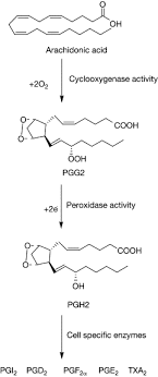 Pgh2, endoperoxide h2, prostaglandin r2. Prostaglandin H2 An Overview Sciencedirect Topics