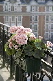 Then, use hand clippers to trim dead or dying stems at the base of the plant. Pin By Miyuki Lee On Springtime In Paris Window Box Flowers Geraniums Balcony Flowers