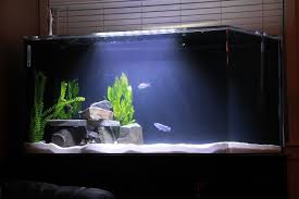 Aquarium Ideas Google Search Fish Tank Fish Image