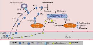 These are called contact junctions, and they function in much the same way as the skeletal. Smooth Muscle And Extracellular Matrix Interactions In Health And Disease Intechopen