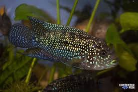 tough little guy with iridescent scales jack dempsey