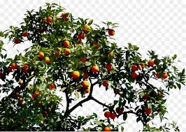 4 pcs artificial orange branch,34.3 inch simulation fruits tree stem with green leaves,imitation plants bouquet for home garden holiday decorations. Bitter Orange Fruit Tree Nohat Free For Designer