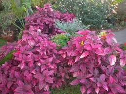 Image result for Iresine lindenii